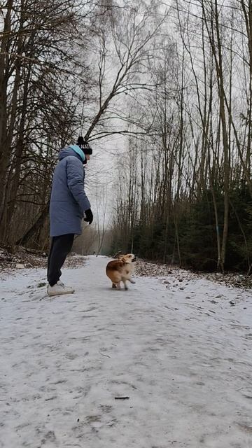 Дрессировка собак, команда Повороты #коржмарти #корги #дрессировкасобак #corgi #dogtrick