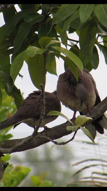 A beautiful pair of doves on a mango tree 💕 #shorts #birds #Animal