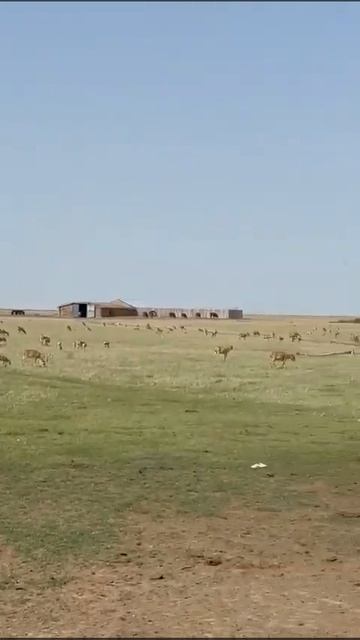 Мангистау оленьи часть 2