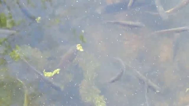 20140808 058 Painted Turtle At Frogland At Blacks Nook