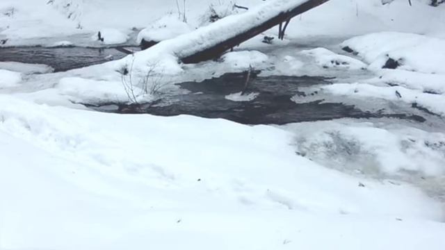 Фотоловушка. Месяц на волчье тропе .