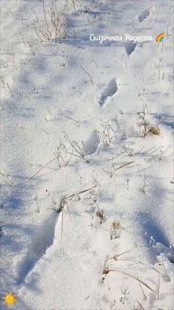 Прогулка на природу в феврале ❄️ 2025 год