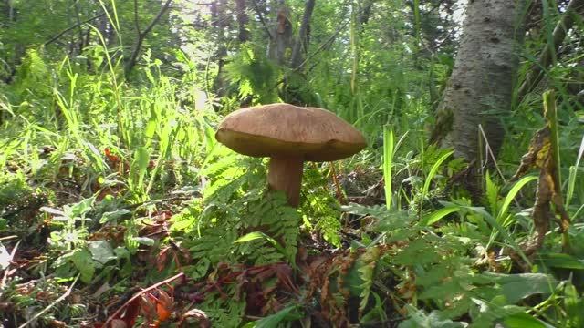 СТРАННЫЕ КАМНИ