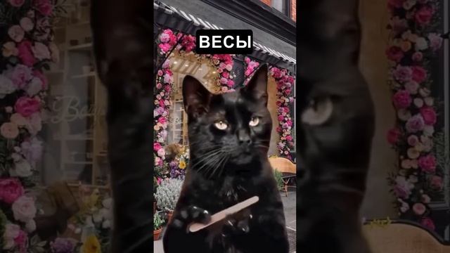 Как отмечаеют день святого Валентина разные знаки зодиака