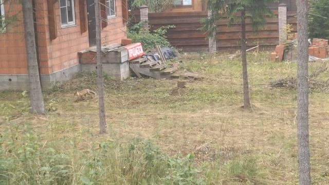 у нас в гостях лисичка