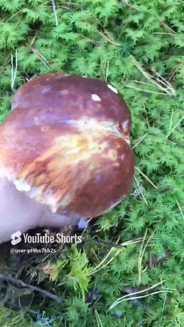 Получи фашист гранату#Get a fascist grenade #sorts #forest #лес #белые