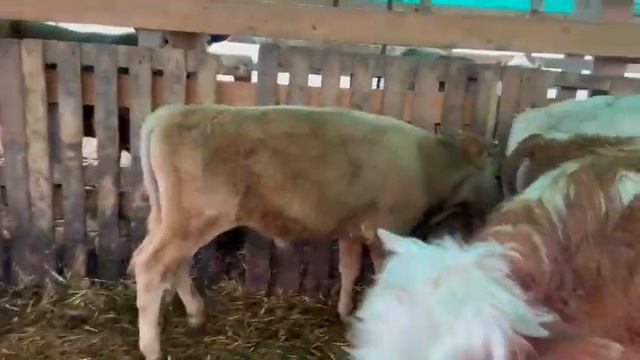 Бычки 14 голов возраст 6-7 месяцев.54 тыс.С доставкой по Кавказу.+7 964 014-41-14 Расул