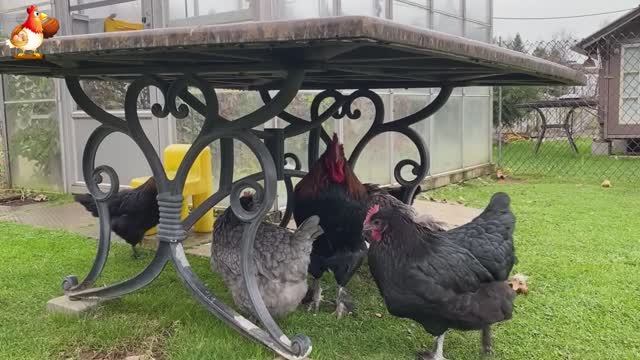 Идеальное птицеводство достойно восхищения 🐓🦆🦢🦚🦃🐔 эпизод (24)
