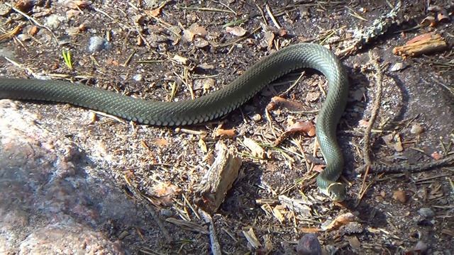 spring Ladoga 2024 | HD