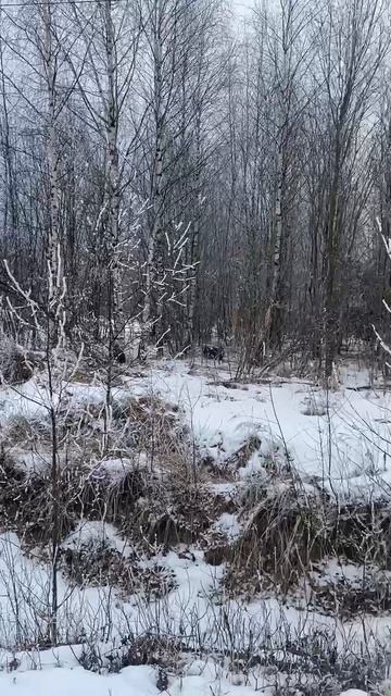 Южный Саши
