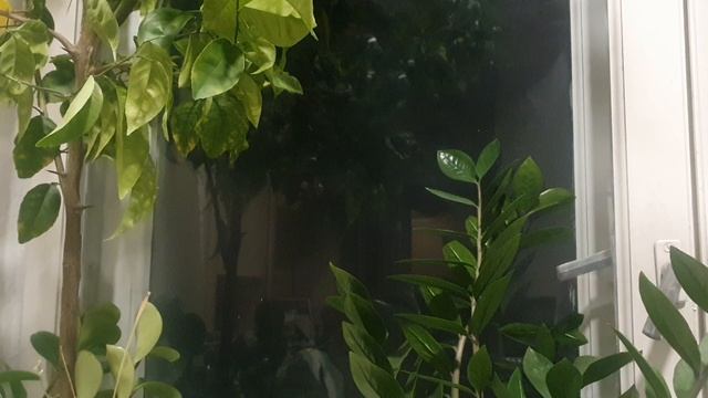 И опять я в ночной тишине...