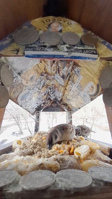 1000038518.mp4Р/А."Кормушка".14.02.2025г.