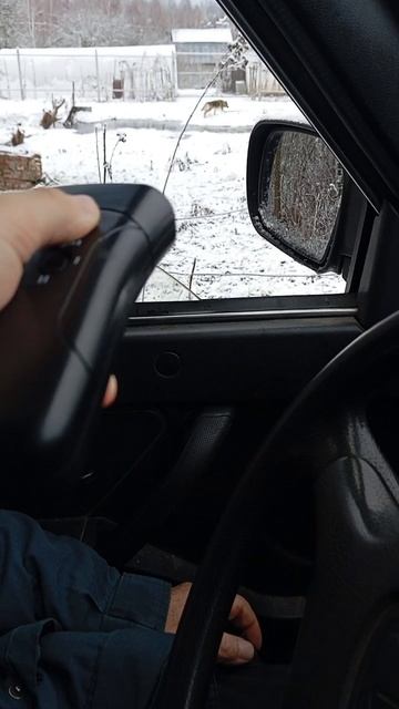 Тест отпугивателя сори долго просто собак не было