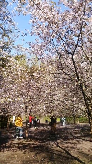 #Сакура #москва #дендропарк #апрель 28.2023