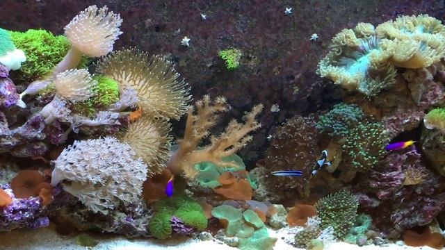 Sea World