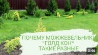 В ОДНОМ САДУ. ОДИНАКОВЫЙ УХОД. И ОНИ ТАКИЕ РАЗНЫЕ...ПОЧЕМУ МОЖЖЕВЕЛЬНИКИ "ГОЛД КОН" ТАКИЕ РАЗНЫЕ?