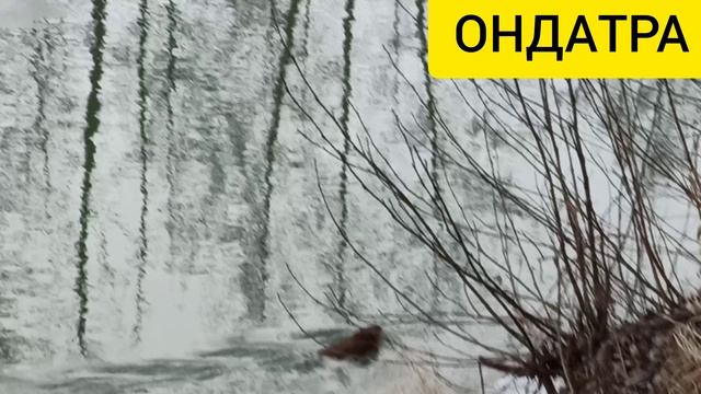 ОНДАТРЫ. Уже две, размножаются. Плавание по -Рязански.