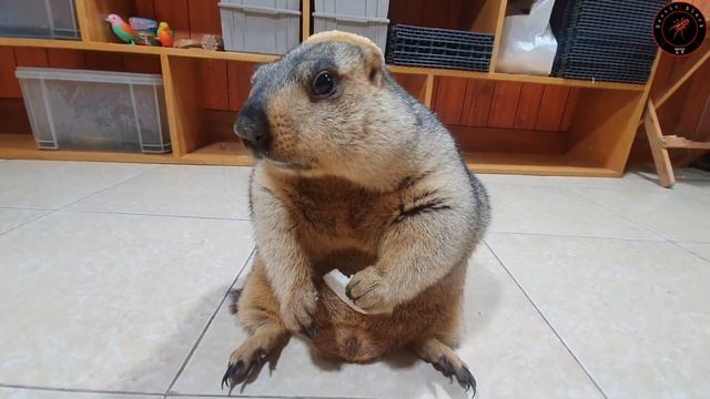 i gave marmot a rice cake hat