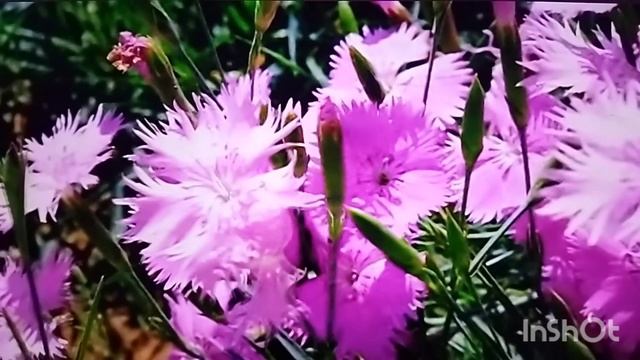 Нежною, румяной акварелью # христианская песня