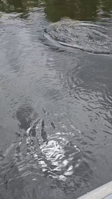 Записаться на рыбалку с гидом можно здесь:
https://spinningist63.ru
https://bigpike.ru
#рыбалка