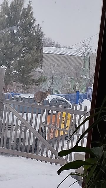 Котокамера