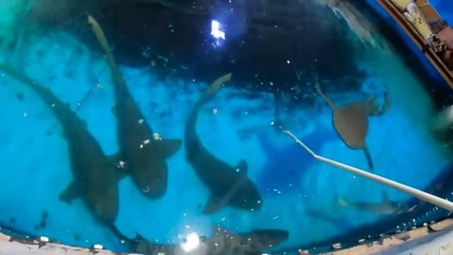 Bassman Adventures Episode 25:  Wild World Animal Adventure Aquarium: Shark and Alligator Feeding