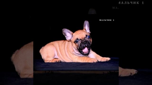 Французский бульдог. Мальчик 1. СВОБОДЕН для Резервирования с Последующей Продажей