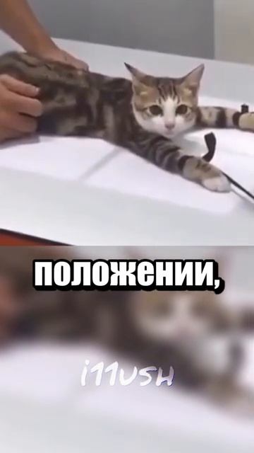 Рентген для котика (и не только)