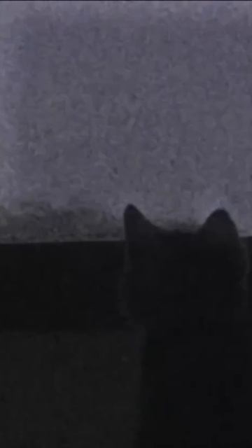 Котики