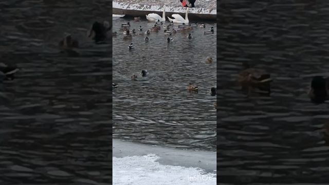 Подкормились немножко.