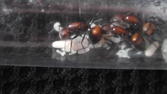 Camponotus nicobarensis 3 queens and brood