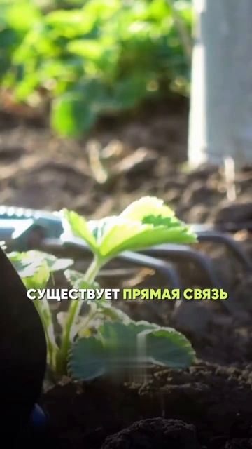 работа с землей приности счастье #спорт #рецепт #зож #похудение #пп #нутрициолог #стресс #потерявеса
