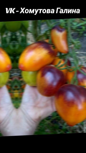 Для заказа семян писать мне в ВК 
Хомутова Галина. #семена #продажа
#цветы #семена #огород