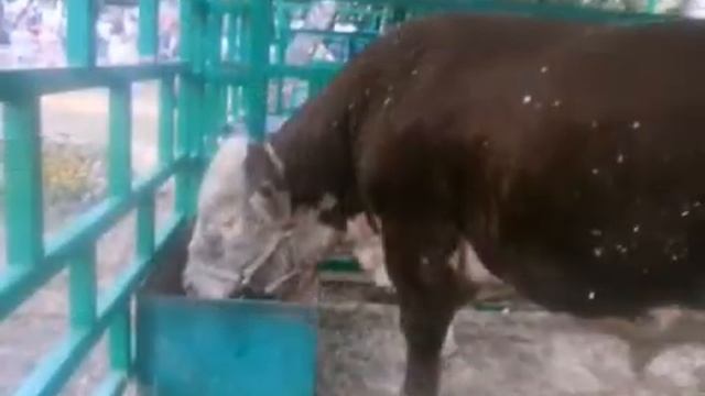Бык герефорд на выставке  АгроОмск 2017г.