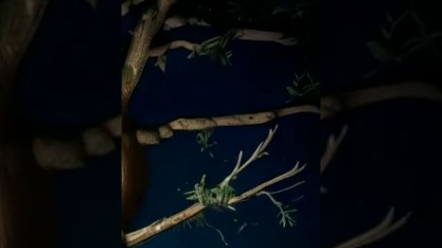 Темнолесье. Битва с Рогдаем.