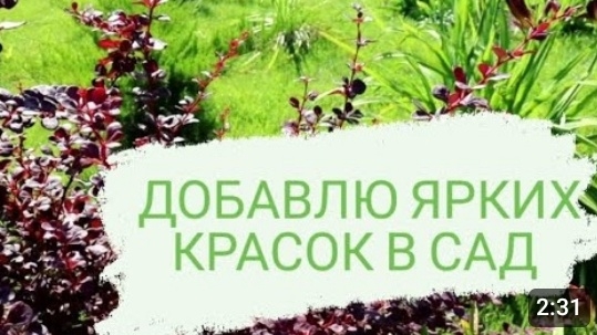 БАРБАРИСЫ ДОБАВЯТ ЯРКИХ КРАСОК В САД. 16.07.2023г. БЕЛАРУСЬ,ГОМЕЛЬСКАЯ ОБЛАСТЬ