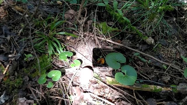 Грибы .Одну ягодку беру....