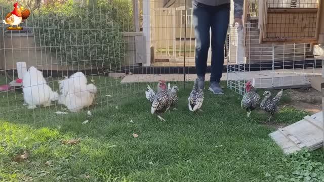 Идеальное птицеводство достойно восхищения 🐓🦆🦢🦚🦃🐔 эпизод (22)