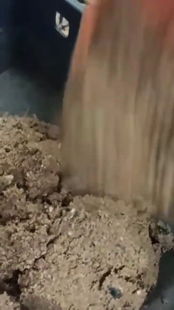чёрная львинка на пищевых отходах