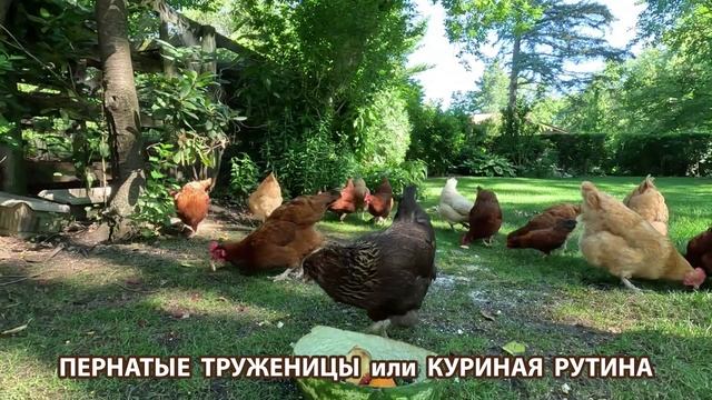 Куры несушки свободного выгула и их обычная куриная рутина – эпизод (29)