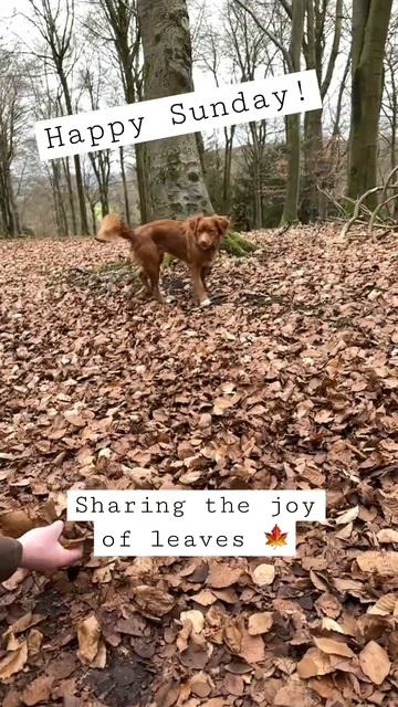 Sunday Funday! #puppy #toller #shorts #dogwalk