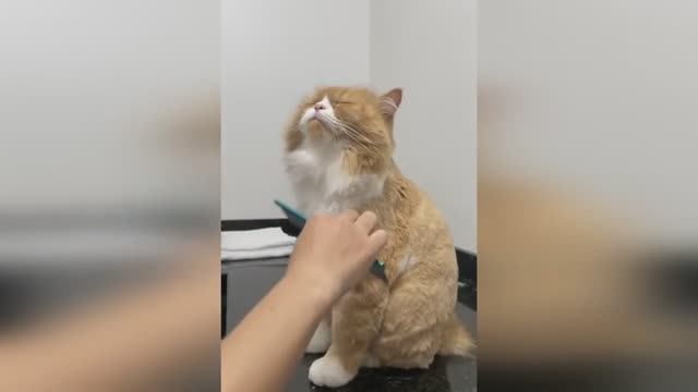 🤣🤣🤣 СМЕШНЫЕ ЖИВОТНЫЕ ЛУЧШИЕ ПРИКОЛЫ С КОТАМИ, СОБАКАМИ, ЖИВОТНЫЕ, СМЕШНЫЕ ВИДЕО