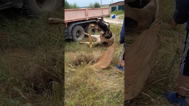 Эвакуация коровы