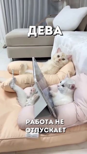 Гороскоп!