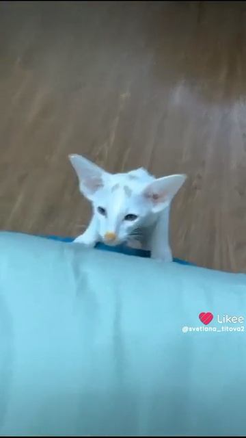 Любимцы!