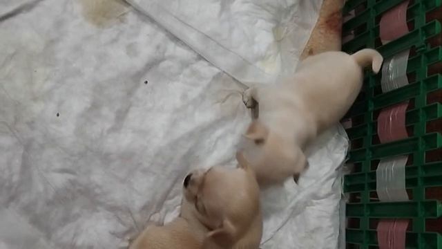 наши малыши Марнюша, Марсель и Максимилиан растут и взрослеют
