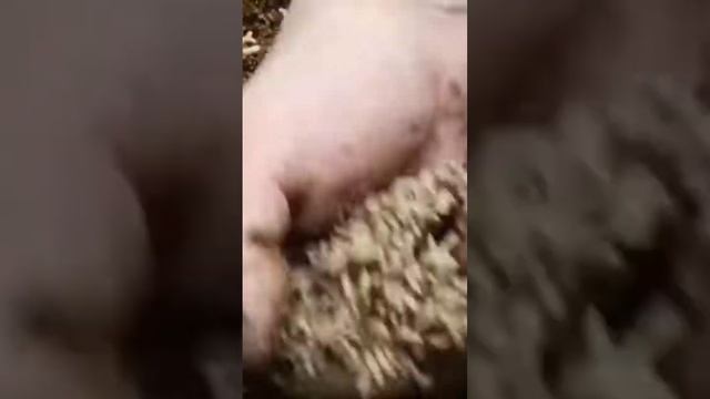 чёрная львинка на курином помёте.