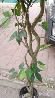 InShot_20240417_212650568.mp4