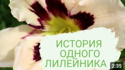КОГДА ЭТОТ ЛИЛЕЙНИК РАСЦВЕТАЕТ🤗 Я ВСЕГДА ВСПОМИНАЮ ИСТОРИЮ ЕГО ПОЯВЛЕНИЯ В 🌲МОЖЖЕВЕЛОВОМ САДУ🌲