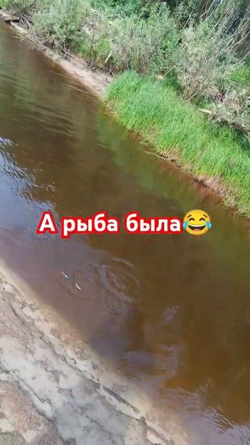 Ты рыбу видел? И я не сразу увидел
